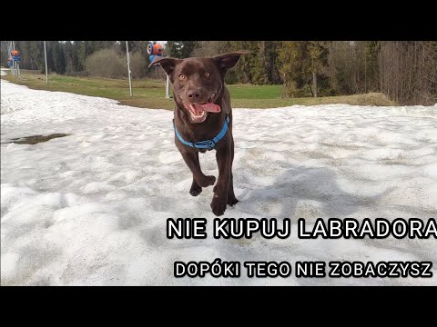 Wideo: Nazwy czekoladowych psów dla Labradora Retrievera