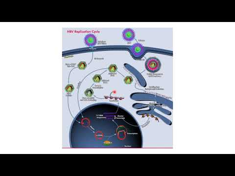 Vidéo: L'oncoprotéine HBx Du Virus De L'hépatite B Potentialise La Transformation Cellulaire En Induisant L'expression Dépendante De C-Myc Du Facteur De Transcription De L&