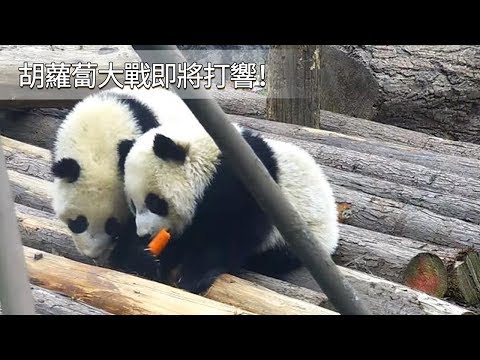 《熊貓早晚安》胡蘿蔔大戰即將打響！| iPanda