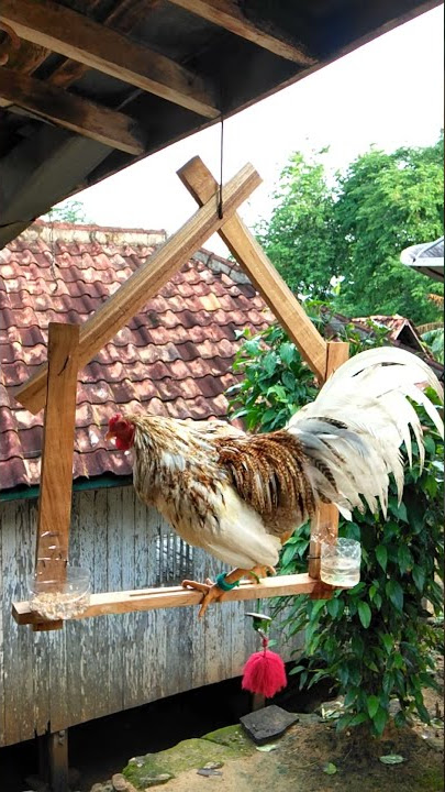 Ayam Kekkok Madura Jatim