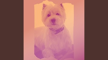 Pulsating Ambience for Dog Parties