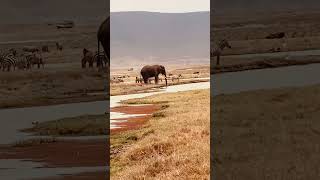 How Elephants Use Their Trunks To Drink Mazike Tours And Travel