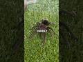 Would a Tarantula Make a Good Pet? | Pets Rated 🤔 #tarantula #petrating #animalreview #viralanimals