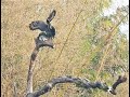 Muvanlai nupa chi inthlah lai leh bengvar thlak dangcrested serpent eagle mating