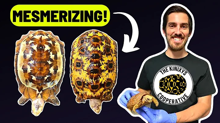 KINIXYS, The Beautiful Hinge-Back Tortoise  | Jere...