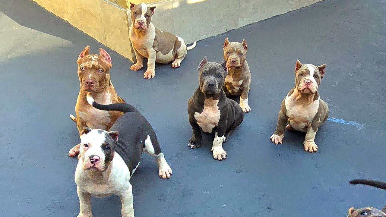 FILHOTES 🐕  INCRÍVEIS E GENÉTICA DIFERENCIADA 