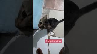 This cat has one of the best meows #shorts