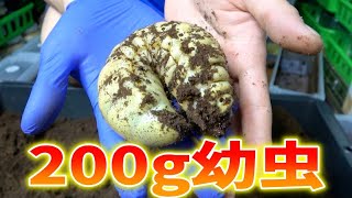 世界最重量のカブトムシの幼虫を掘り返したらソフトボール出てきた…