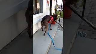 Goin 4 N Afternoon Walk W Aunty Neighbor & Her Dog Bo. Wed Oct 12Th, 2022 01Pm