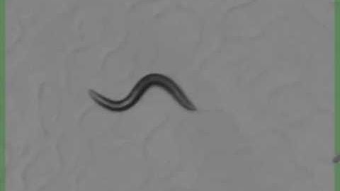 Fast egg-laying from C. elegans