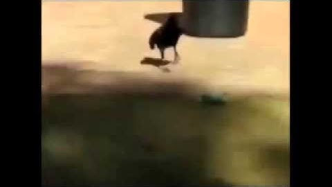 Crow throwing away garbage