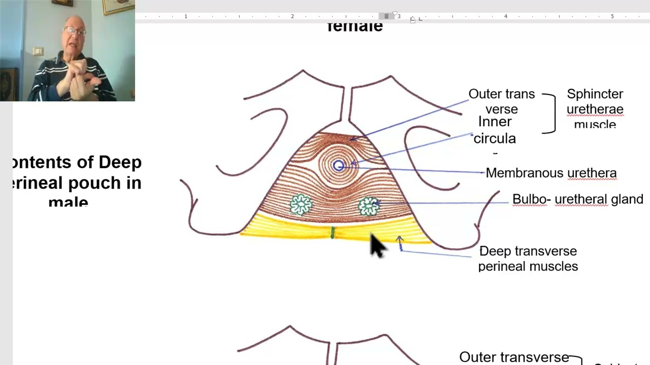 Anatomy of pelvis in Arabic 2023 (Deep perineal pouch ) by Dr.Wahdan