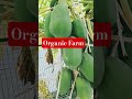 papaya organic farming #farming #food #lifeisbutadream