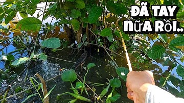 Tập 86 - Câu Cá Rô Đồng Ở Vùng Này Lúc Nào Cũng Giật Đã Tay, Câu Hoài Không Biết Chán