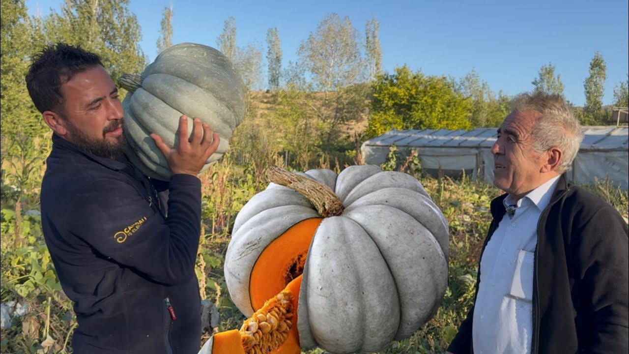 KABAK TARLASI / 25 İLE 30 KİLO GELEN KESTANE KABAĞI / BU YIL KABAK YILI