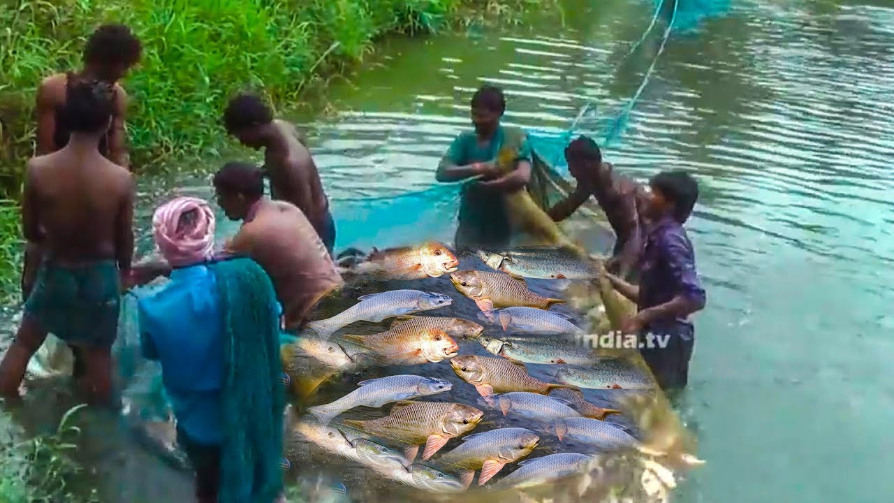 Catching Thousand of Fishes #fish Catching #Traditional Fishing In India 