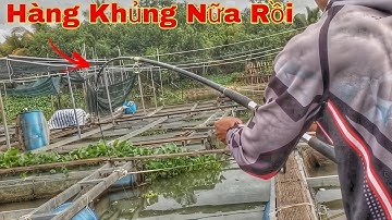 Câu Cá Tra Sông | Đụng Ngay Hàng Khủng Run Quá Trời | Trần Đại Fishing