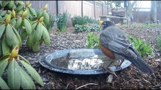 Bird Bath, March 26, 2024 (1/2) by Alex P 228 views 1 month ago 3 minutes, 38 seconds