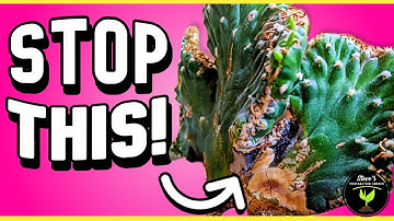 Save Your ROTTING Crested Cactus - Plant Rescue Guide!