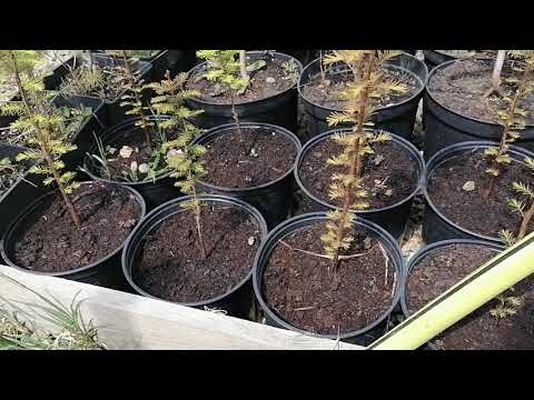 Все минусы выращивания туи смарагд. И лучшие растения для бизнеса.