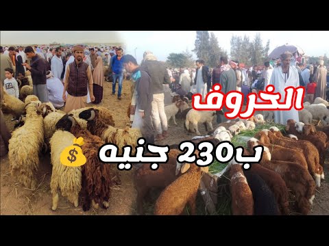 سعر كيلو الغنم قائم البرقي والفلاحي والهلبي في الأسواق اليوم بالإسكندرية والمنوفيه والغربية