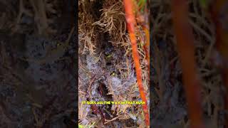 How To Exterminate Wasps! (do not try at home) | #bee #honey #nature #shorts
