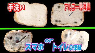 アルコール消毒の意味を実際に検証！手についた菌を電子顕微鏡で見てみた結果・・・スマホとトイレの便器どちらが汚い？【実験】Possibility science Science challenge