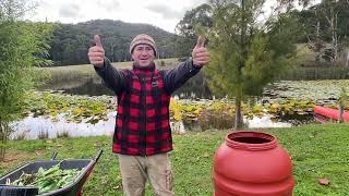 BioChar Part 1. Making the Comfrey Tea to Charge the Charcoal.