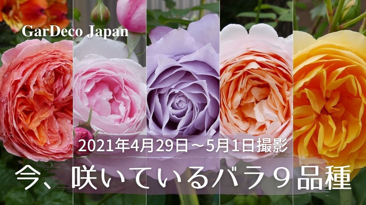 今 咲いているバラ9品種 21年4月29日 5月1日撮影 Youtube