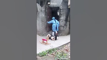 An Essential Requirement Of Panda Nannies | iPanda #shorts