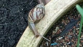 3)  Hapuskan lintah bulan, siput babi & lalat buah ( how to get rid of slugs, snails & fruit flies )