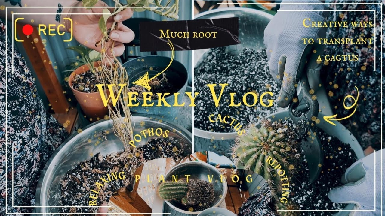 🌿 Plant Mom Life: Repotting Pothos + Cactus & Jade Propagations ✨