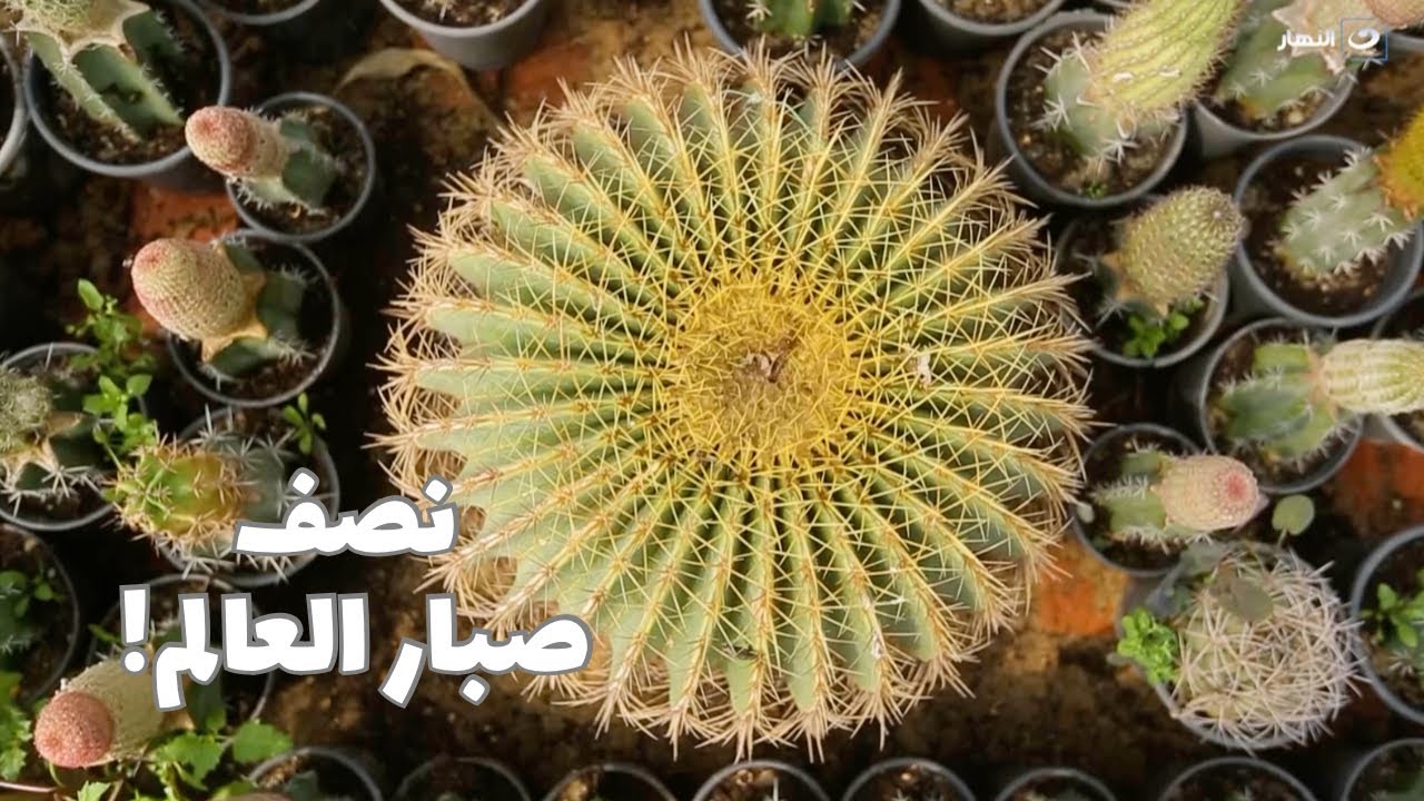 باب الخلق| أكثر من نصف صبار العالم موجود في مزرعة المستشار ثروت بدوي اللي ترك القضاء علشان الصبار
