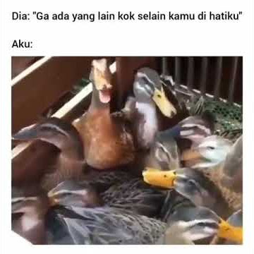 suara asli backsound bebek ketawa #Shorts