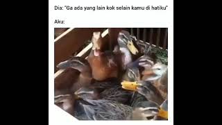 Download Lagu suara asli backsound bebek ketawa #Shorts MP3 Download Lagu suara asli backsound bebek ketawa #Shorts MP3