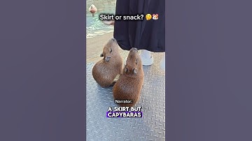 Capy Couture ✨ #capybara #カピバラさん #funny #animals #memes #viral #fyp #shorts #youtubeshorts #cute #yt