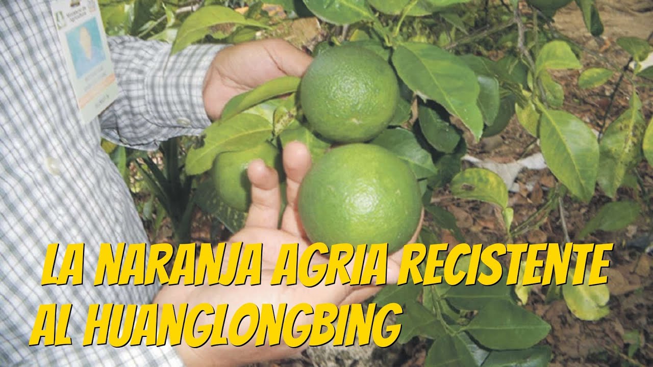 La naranja agria resistente al Huanglongbing