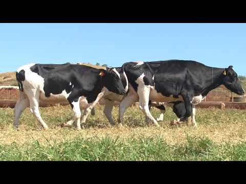 LOTE 56   0942BM  1254BM  1250BM   FAZENDA DIAMANTE   DIA 22 DE MAIO   14HS   REMATEWEB PLUS