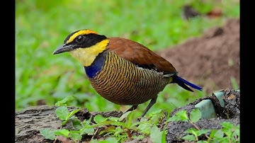 JAVAN BANDED PITTA (Bali)