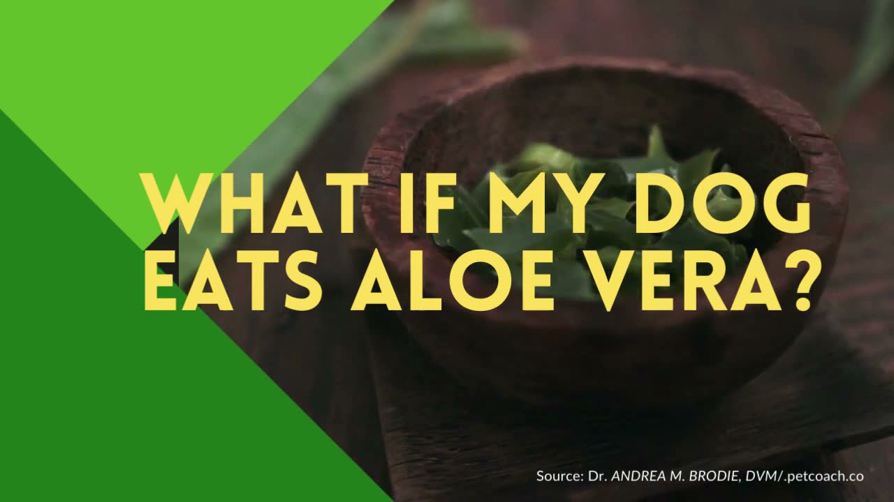 What If My Dog Eats Aloe Vera?