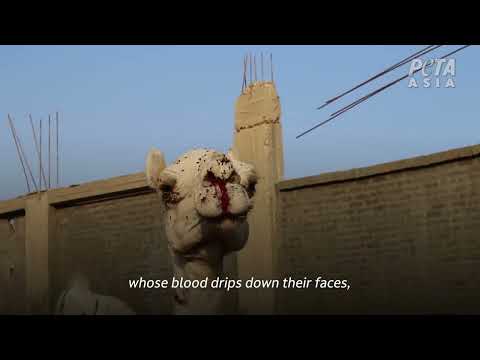 Tourism in Egypt: Camels and Horses Beaten for Tourist Rides