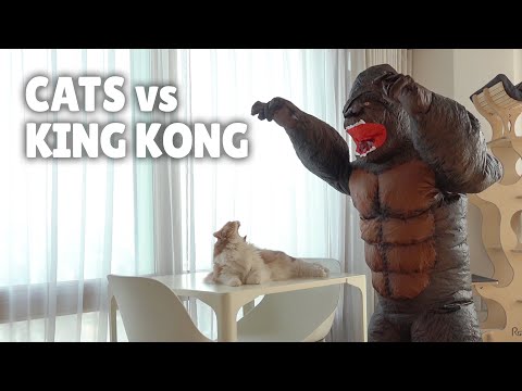 Cats vs King Kong | Kittisaurus