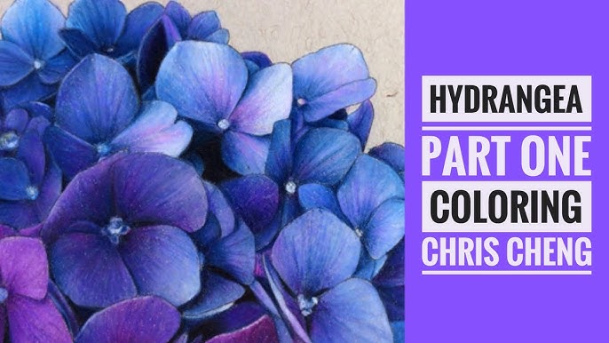 Colored Pencil Hydrangea Tutorial with Jennifer Morrison