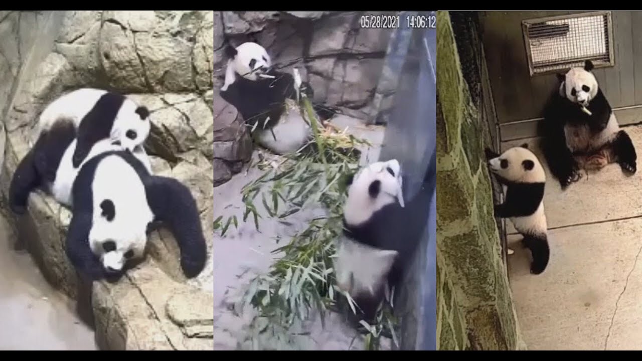 2021-05-28 Xiao Qi Ji ~ Milk Coma, Apple Thief, & Giving Momma Grief