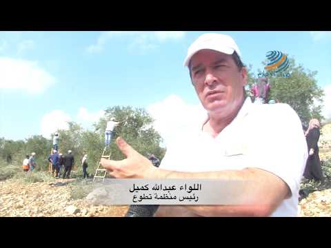 منظمة تطوع تنظم نشاطا لقطف الزيتون في سلفيت