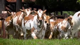 História do Nelore Pintado (fazenda São Lourenço)