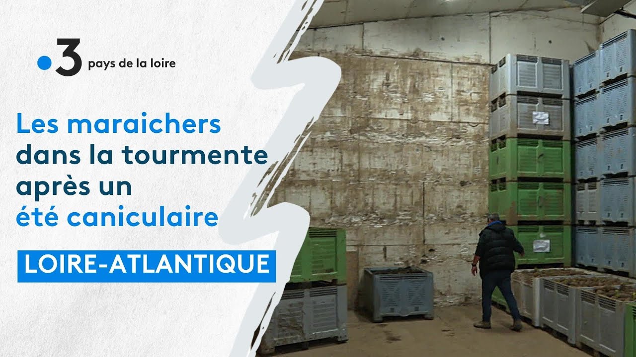 Les maraichers nantais dans la tourmente après un été 2022 caniculaire