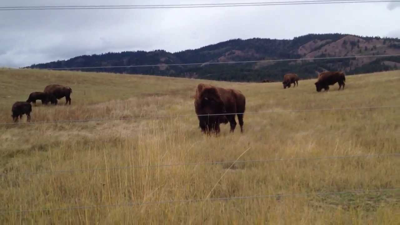 Cle Elum Buffalo See He s Running Towards Us YouTube