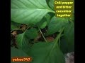 Chili pepper and bitter cucumber in a pot together. #beautiful#garden #gardening#plants#uae