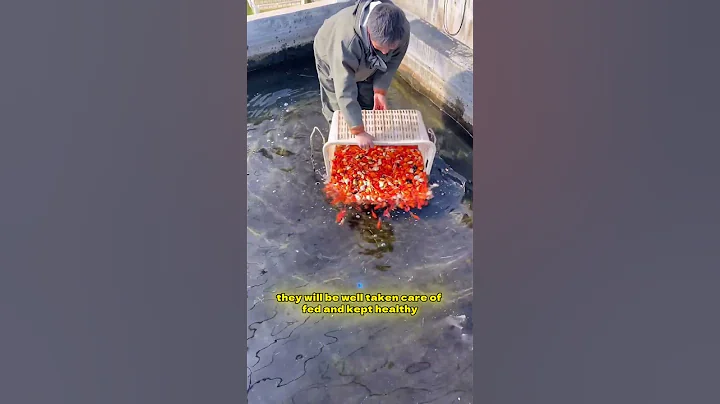 This Goldfish Farm is Full of Hope! #shortsfeed